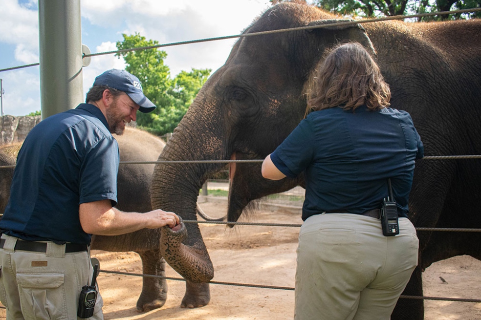 Tess, un elefante asiática de 40 años, recibió la primera vacuna de ARNm contra el herpes, que es la principal causa de muerte de crías de elefantes asiáticos en cautiverio.