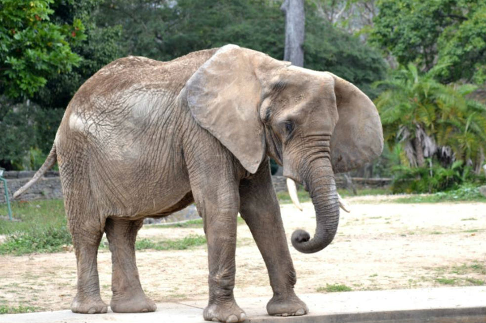 Murió Ruperta, la elefanta desnutrida de un zoológico en Venezuela