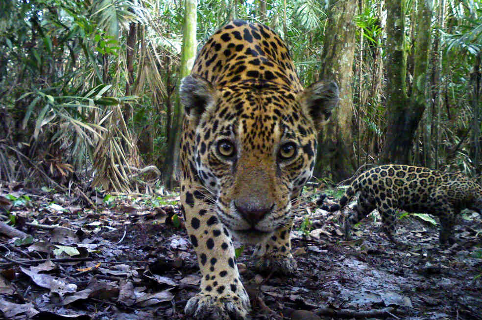Jaguares, con mercurio en el cuerpo