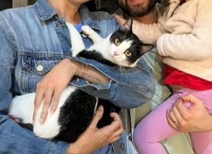El gato más tímido de una fundación encontró un hogar antes de fin de año: la historia Nilo