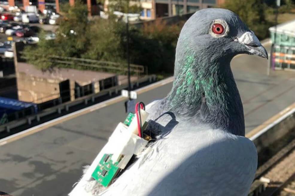 Palomas con sensores en su espalda, el nuevo camino para recolectar datos sobre el clima
