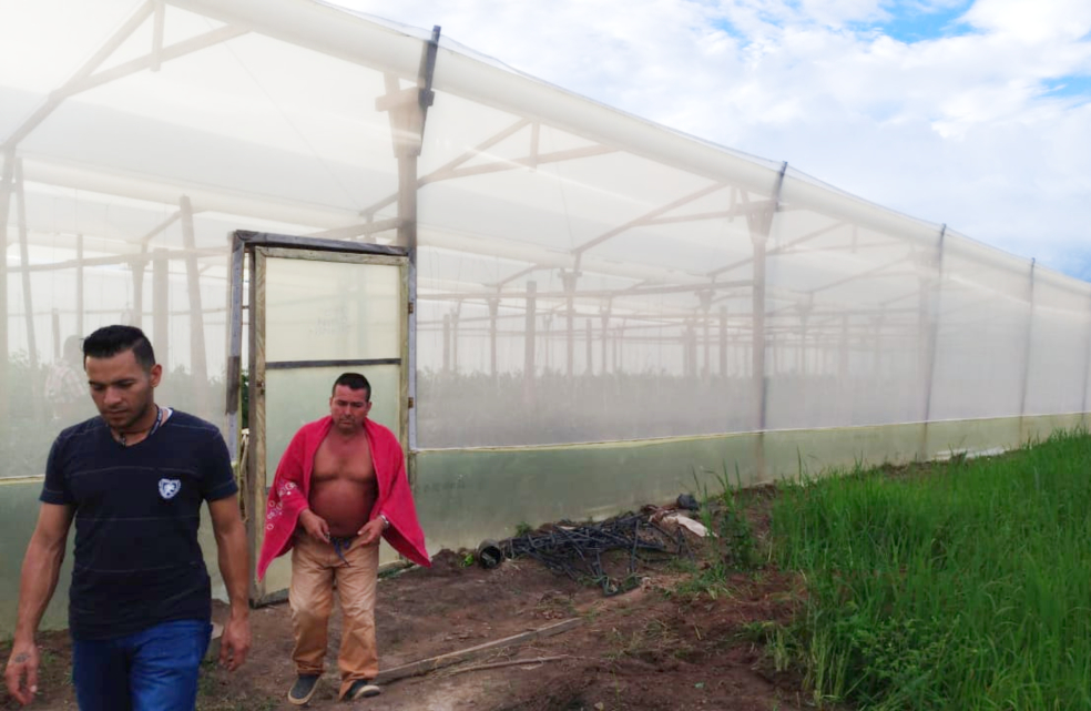 En Guaviare los proyectos productivos de la FARC no marchan