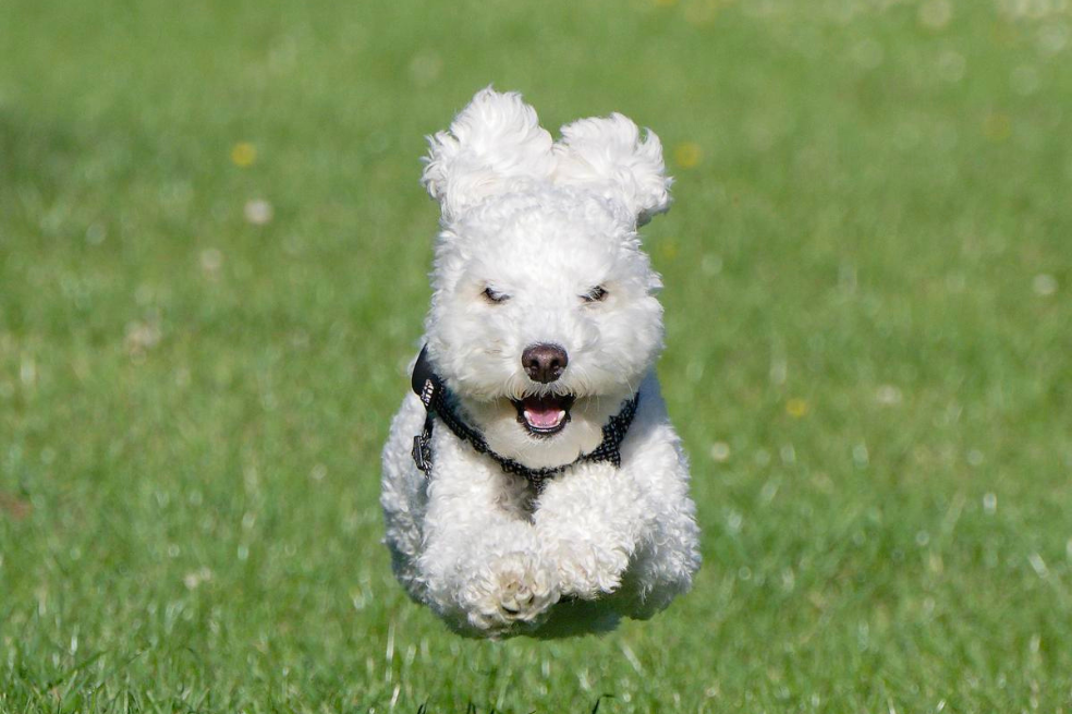 Comedy Pet Photo Awards.