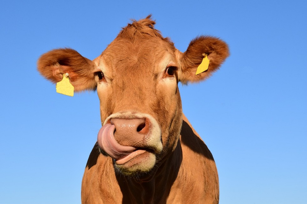 Lo que comen las vacas también influye en la atmósfera