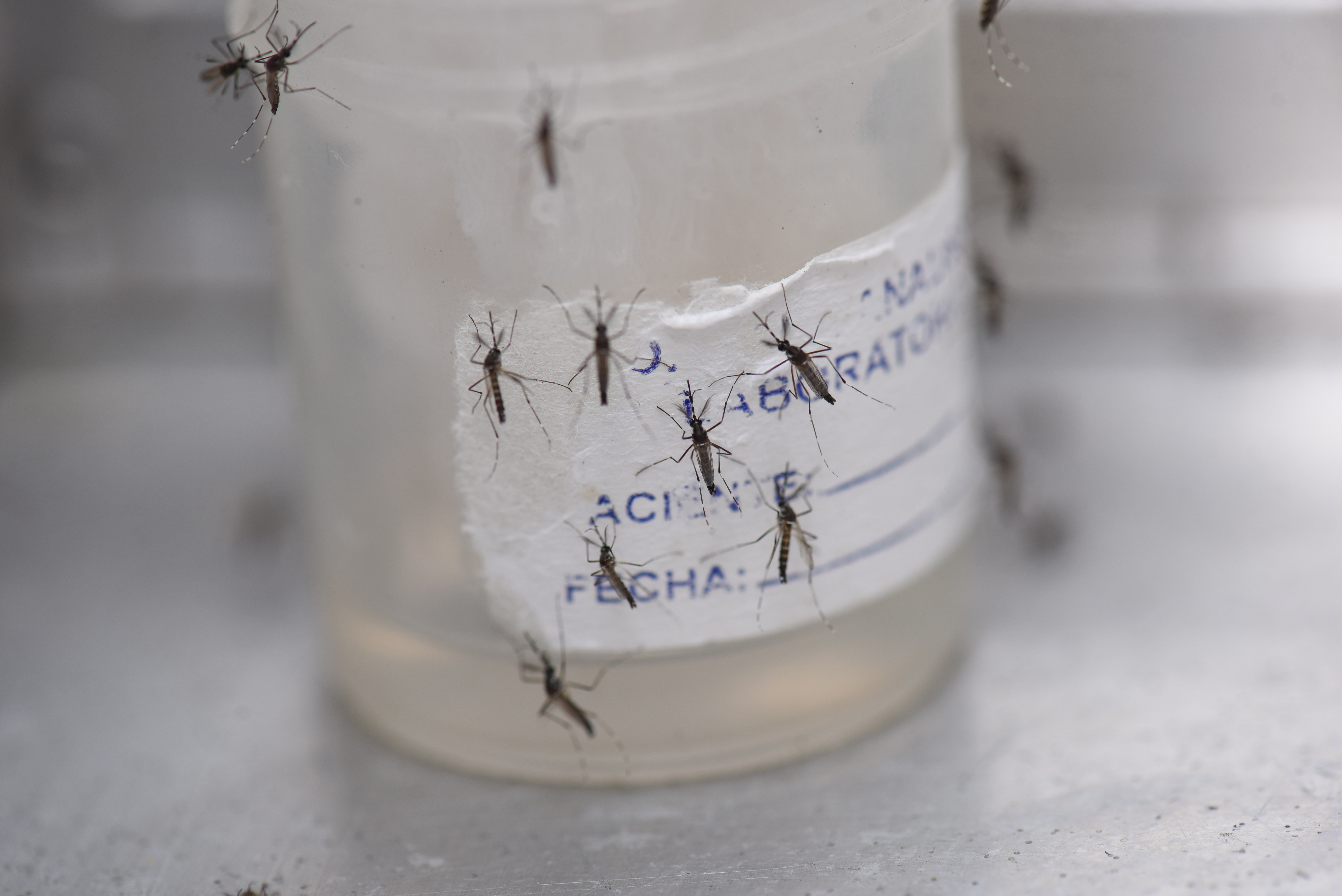 Honduras declaró “emergencia sanitaria nacional” por el aumento de casos de dengue