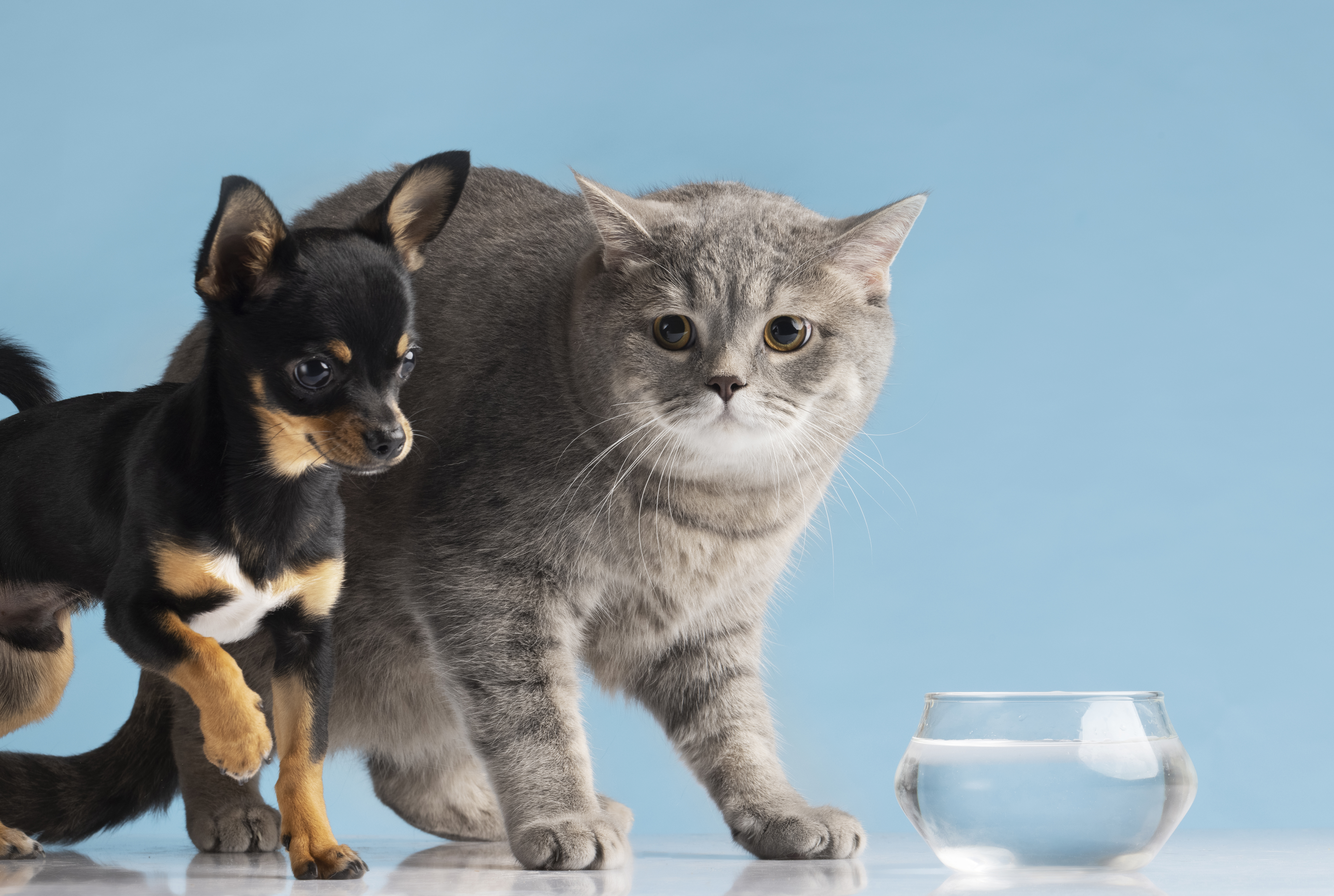 Escasez de agua en Bogotá: así pueden ayudar los dueños de mascotas