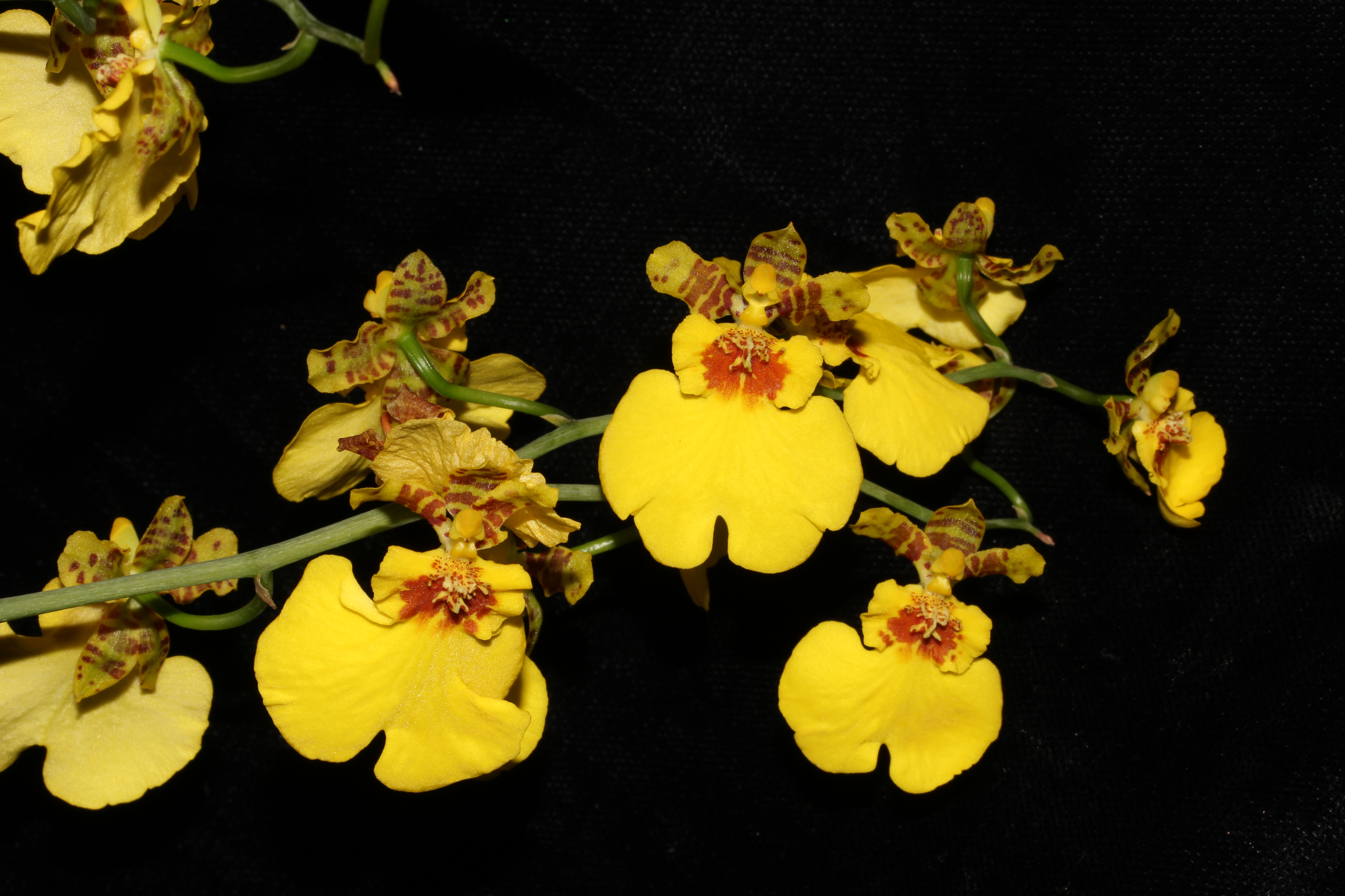 Dama danzante: ¿cómo cuidar la orquídea que “baila” con el viento?