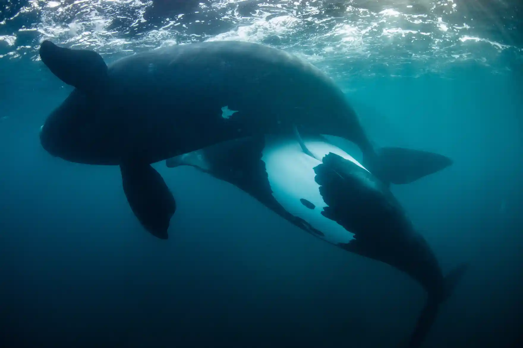 Categoría océanos: Richard Robinson, de Nueva Zelanda, capturó el momento en que dos ballenas se movían gradualmente hacia su bote.
