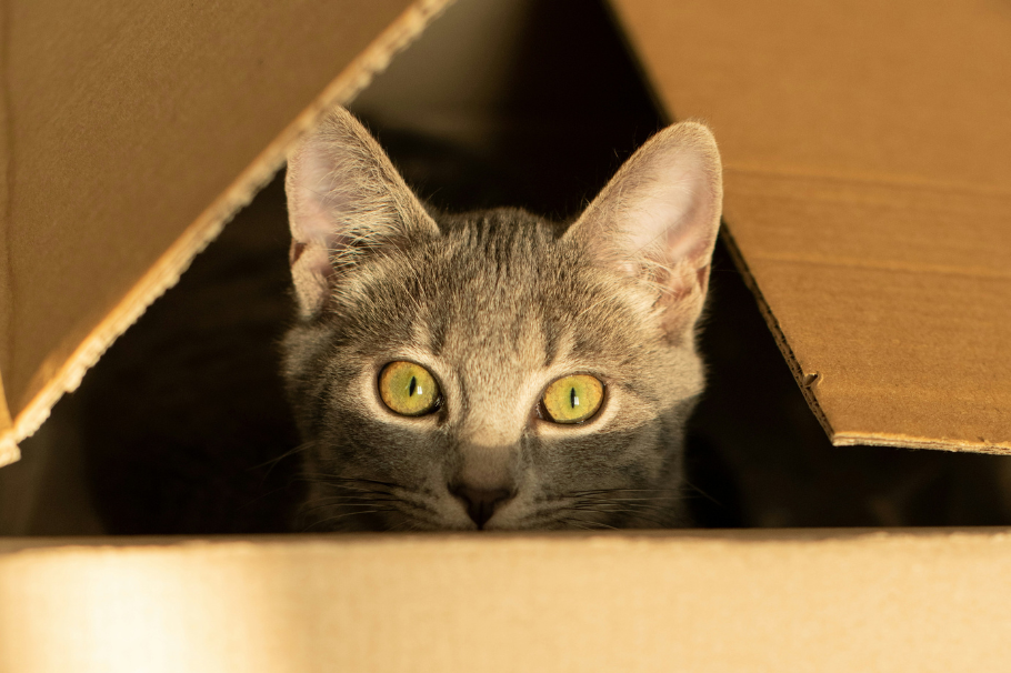 ¿Qué tanto sabe sobre los gatos? Haga este quiz y compruébelo
