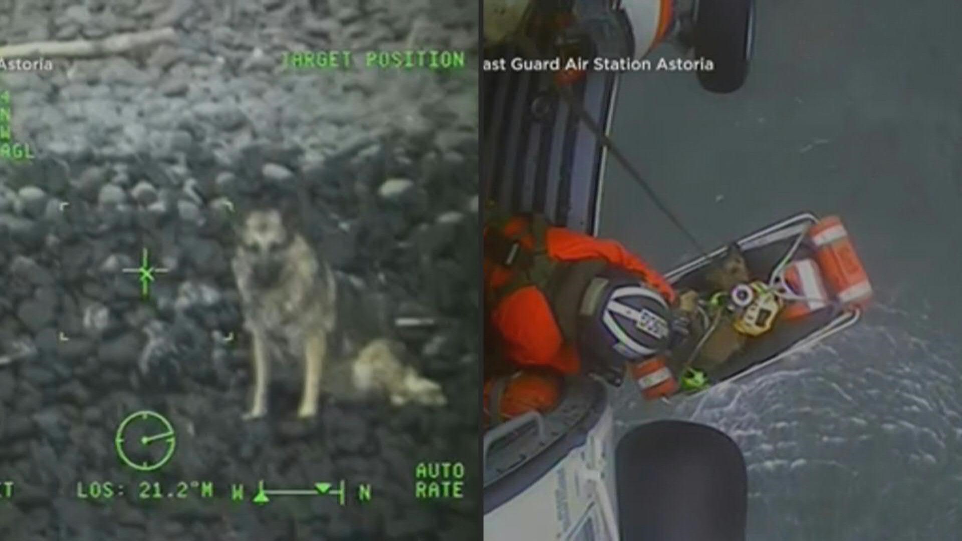 ¡Increíble video! Rescatan a una perrita que cayó en un acantilado en EE. UU.