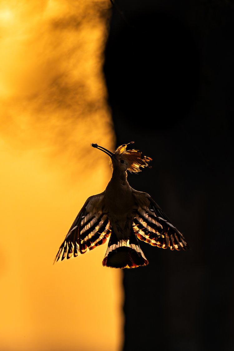 El premio a mejor fotografía de Pájaros en vuelo fue para Hermis Haridas, de la India, con su imagen titulada "Los susurros del amanecer".