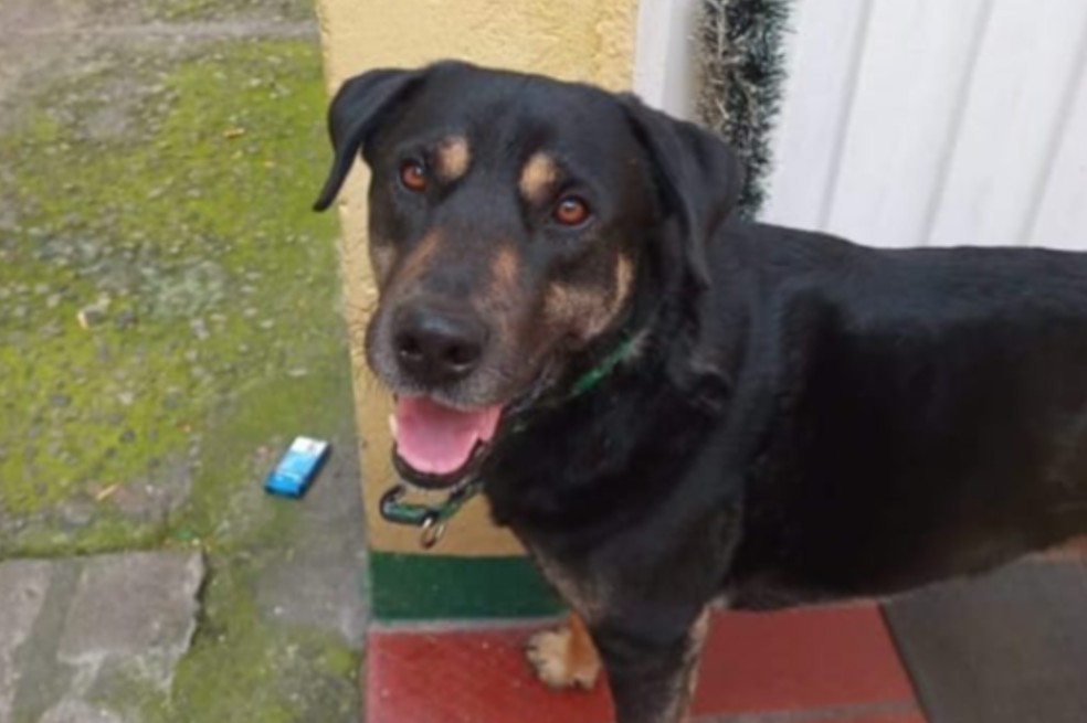 ¿Lo ha visto? A Gufi, perrito perdido en Bogotá, lo está buscando su familia