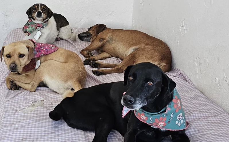 Buscan apoyo para la cena de fin de año de más de 200 perros rescatados: así puede ayudar