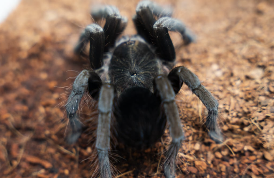 Son rescatados animales en peligro de extinción: iban a ser vendidos en Medellín