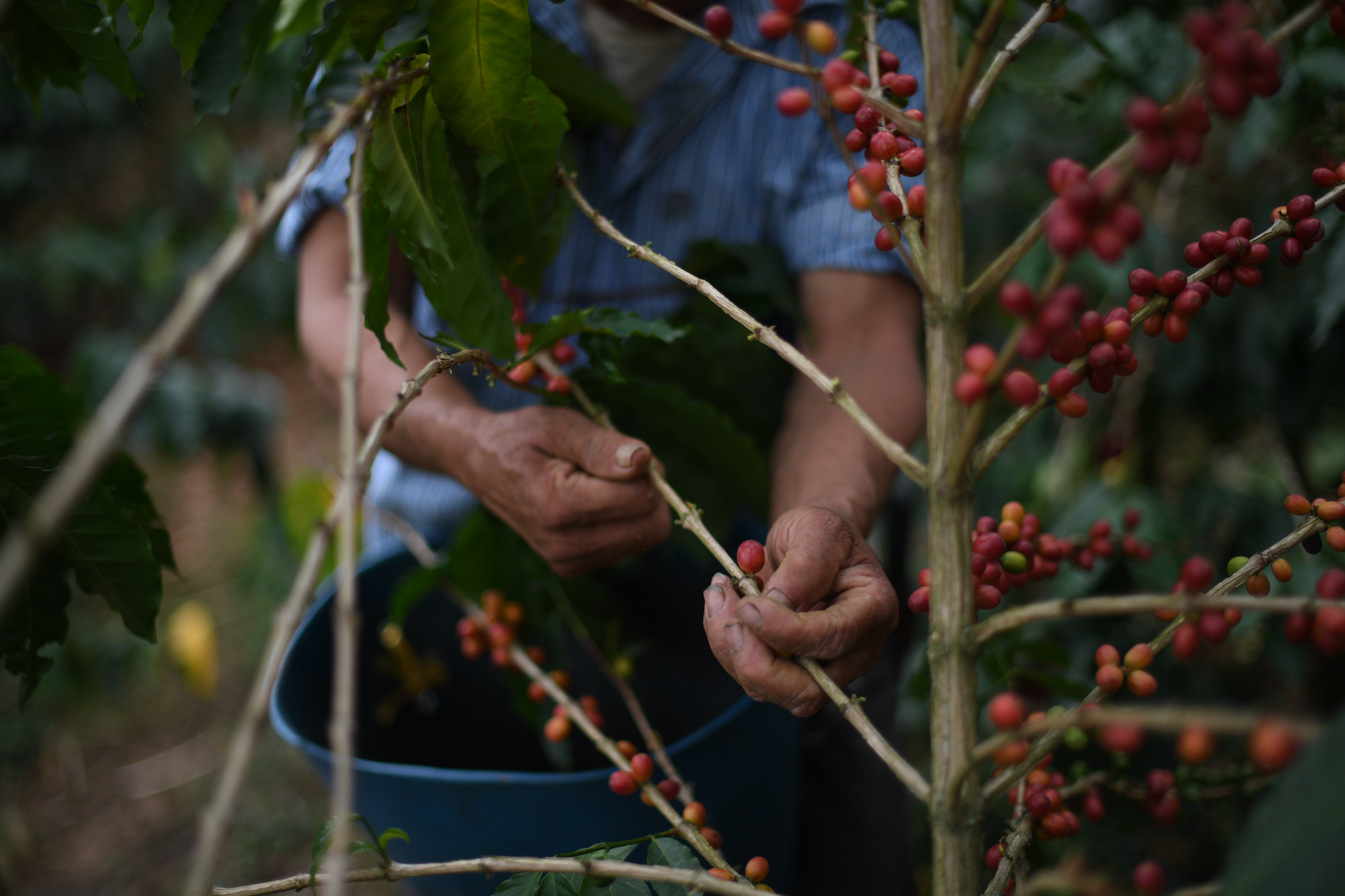 Precio interno histórico del café colombiano y más alto en Nueva York desde 2011