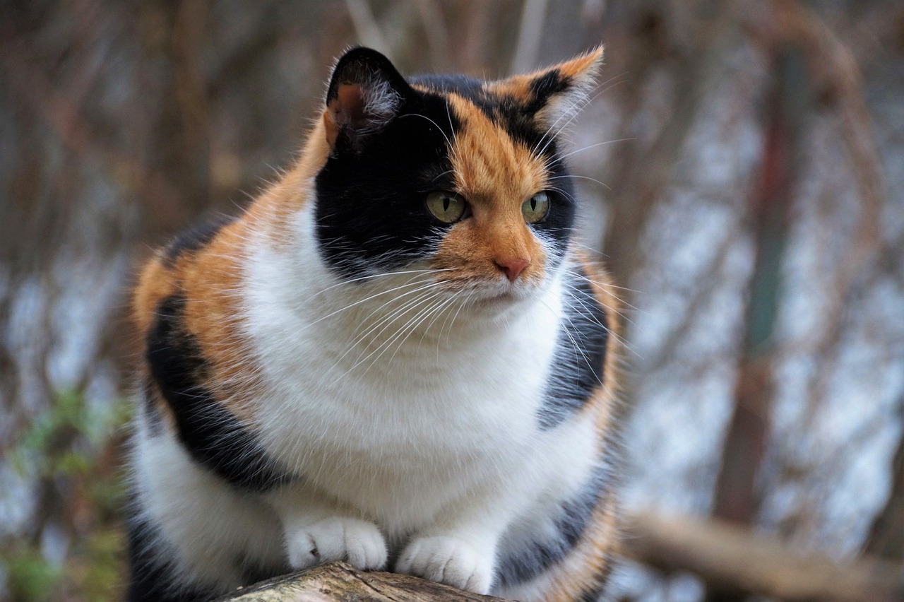 ¿Por qué los gatos calicó se llaman así? Esta es su historia