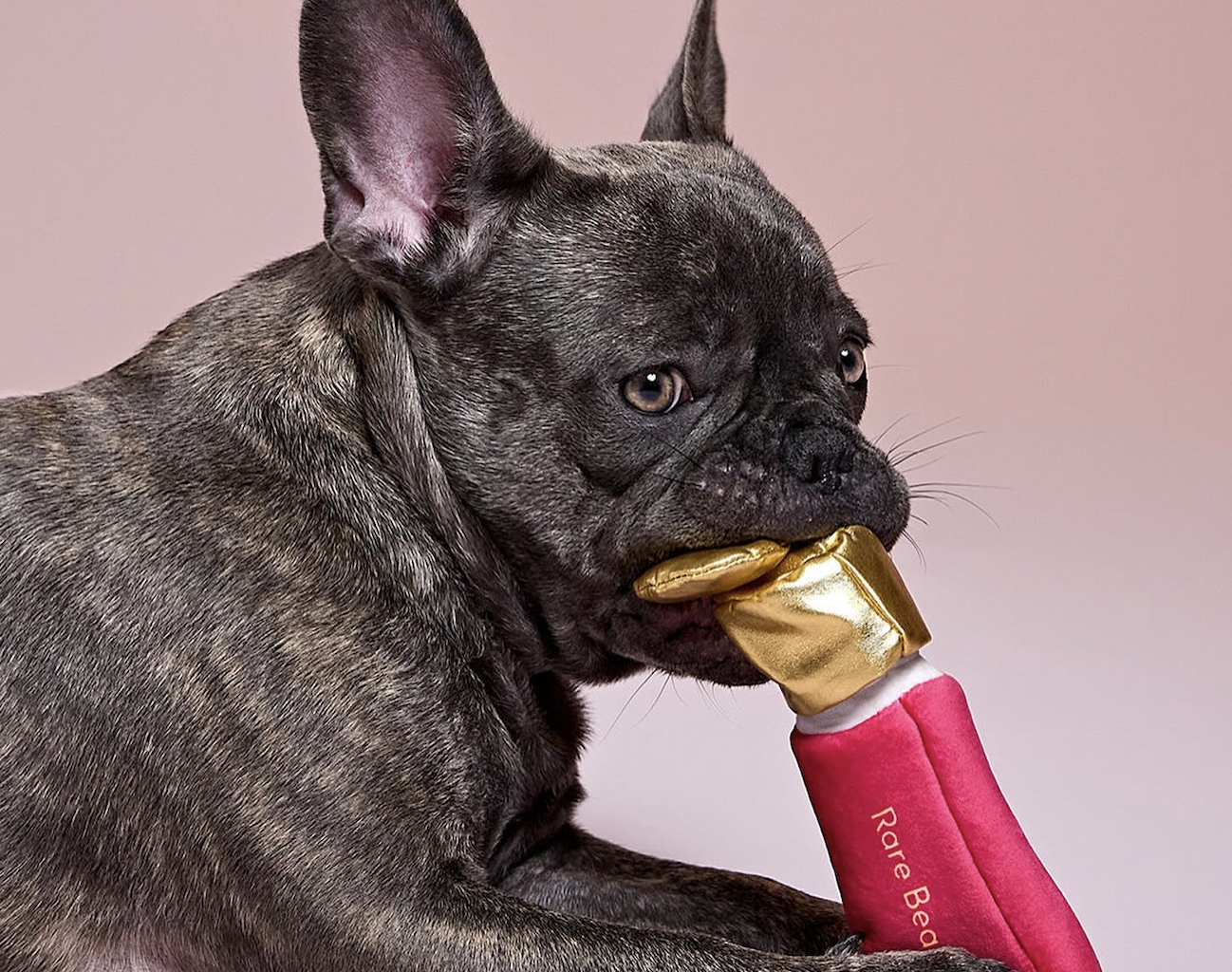 Perros y gatos a la moda: Selena Gómez lanza una colección con productos para mascotas