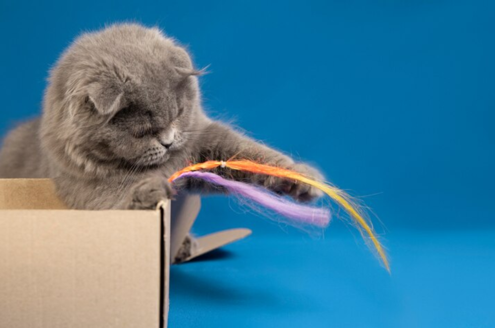 Cinco cosas que hacen felices a los gatos