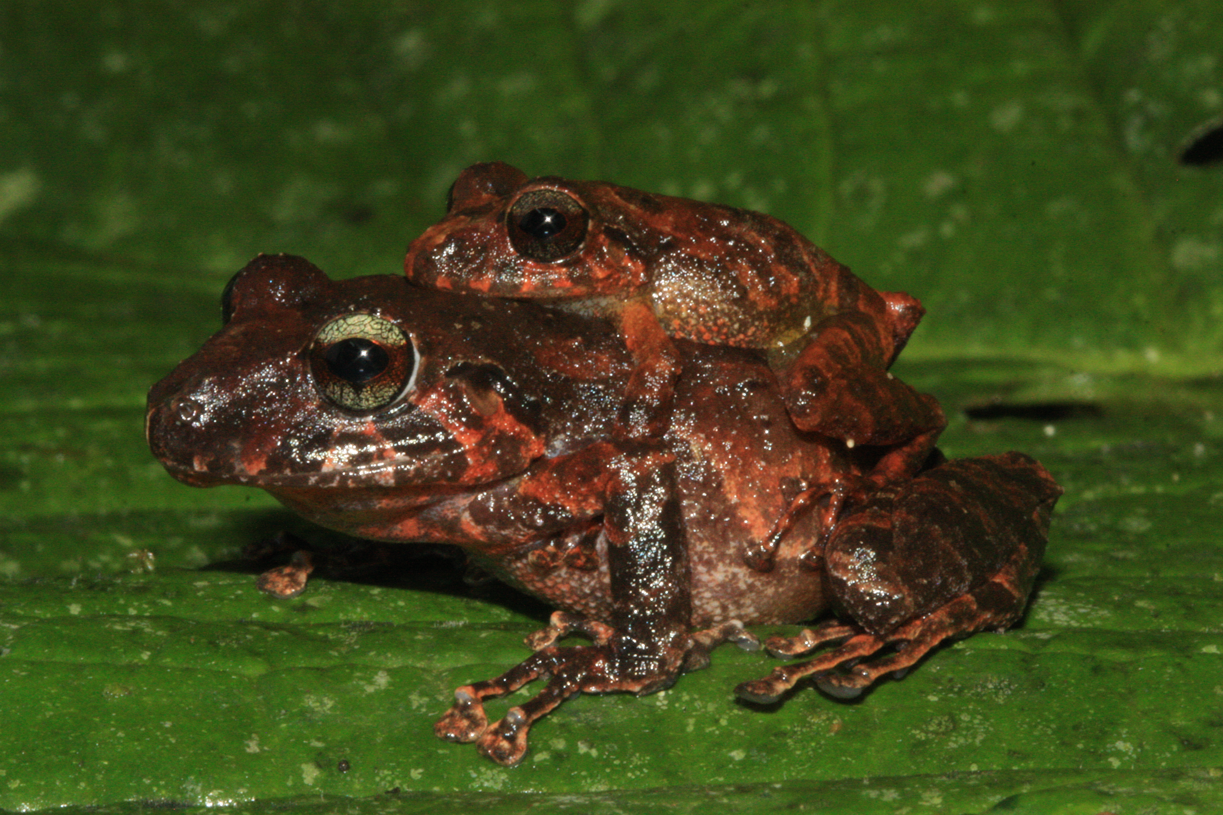 Descubren 47 nuevas especies en la Amazonia