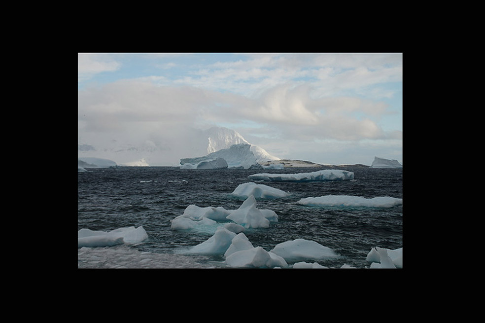 Un tercio de la vida polar marina amenazada