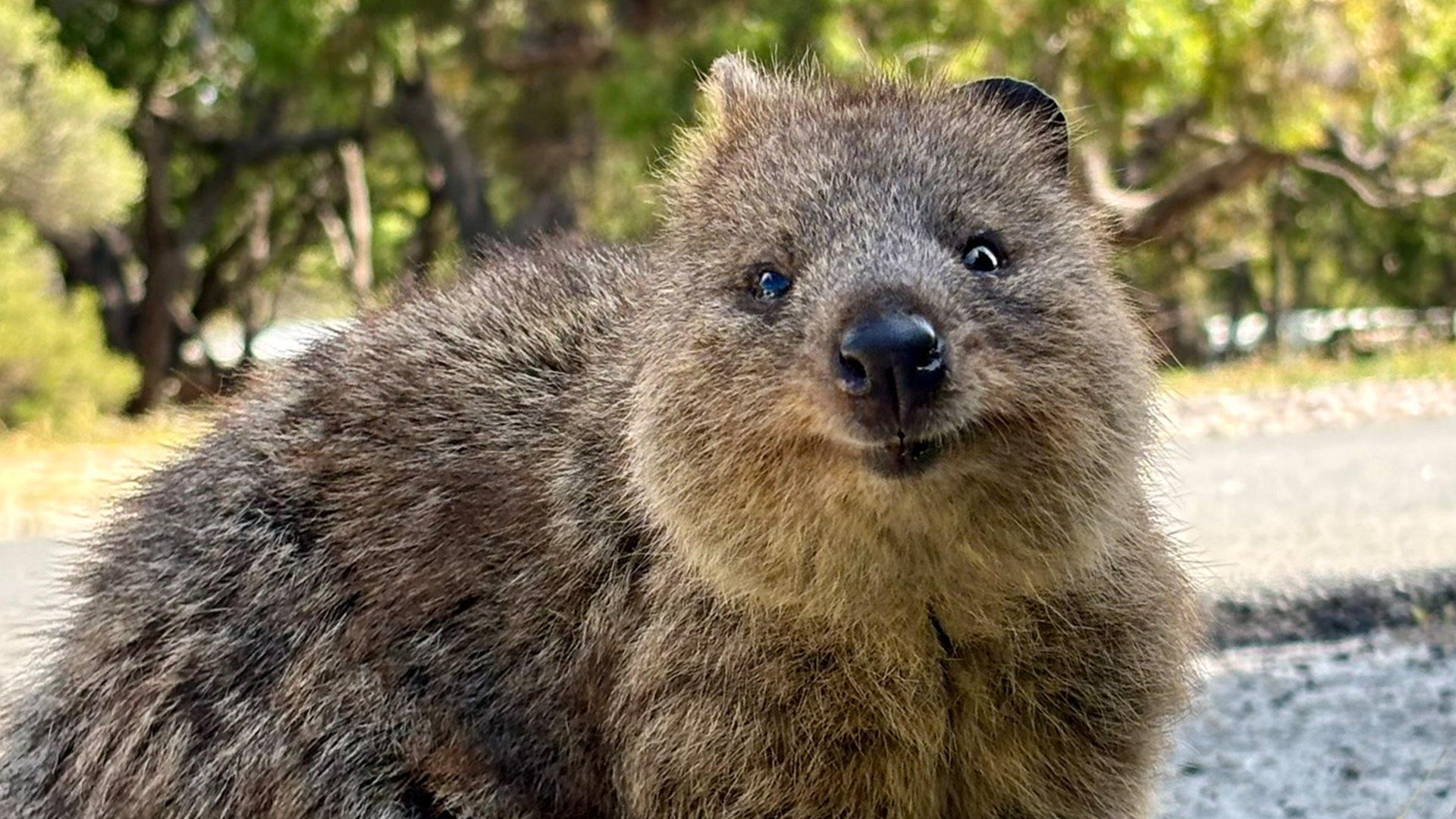 ¿Dónde vive el quokka? El animal sonriente que conquista las redes sociales