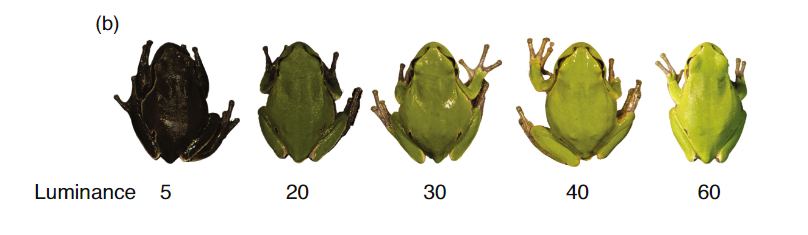 Las ranas negras de Chernóbil