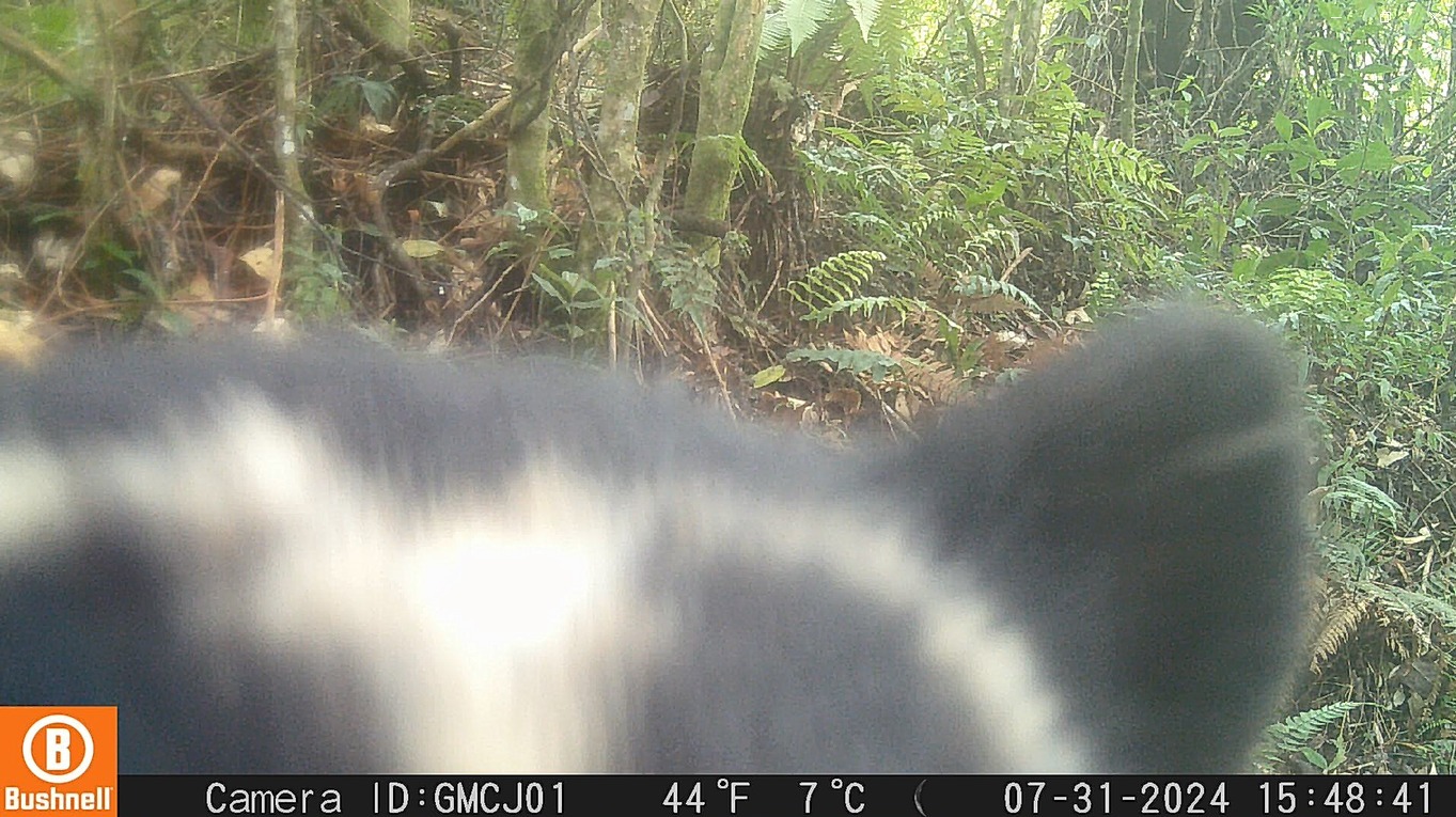 Uno de los individuos de la especie se acerca a la cámara trampa.