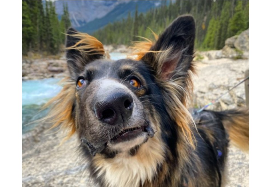 Brodie, el perro que demuestra que la belleza está en la imperfección