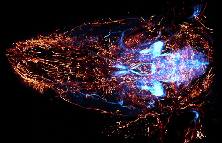 Los nervios craneales (azul) y los vasos sanguíneos (rojo) de la cabeza de un ratón se revelan mediante una técnica de imagen de alta resolución. Crédito: M.-Y. Shi et al./Cell.