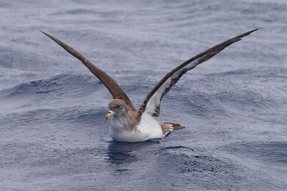 En peligro de extinción 1.355 aves