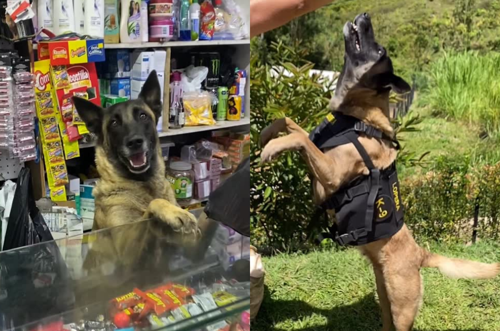 Guerra, “la perrita más inteligente de Colombia”: ¿por qué la que la llaman así?