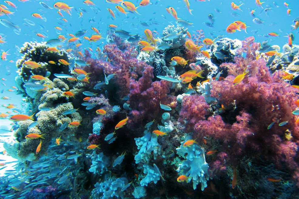 Dos de cada cinco de especies de corales de aguas cálidas están en peligro de extinción