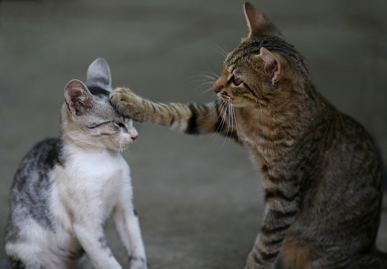 Esto hacen los gatos cuando quieren proteger a sus dueños