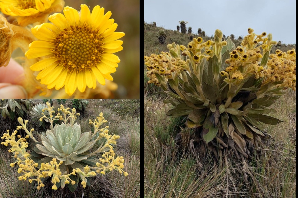 Espeletia ocetana: la nueva especie de frailejón de Colombia