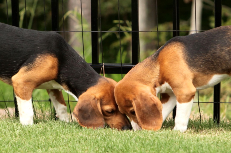 ¿Dónde puedo adoptar un perro o gato en Bogotá? Conozca estos puntos de encuentro