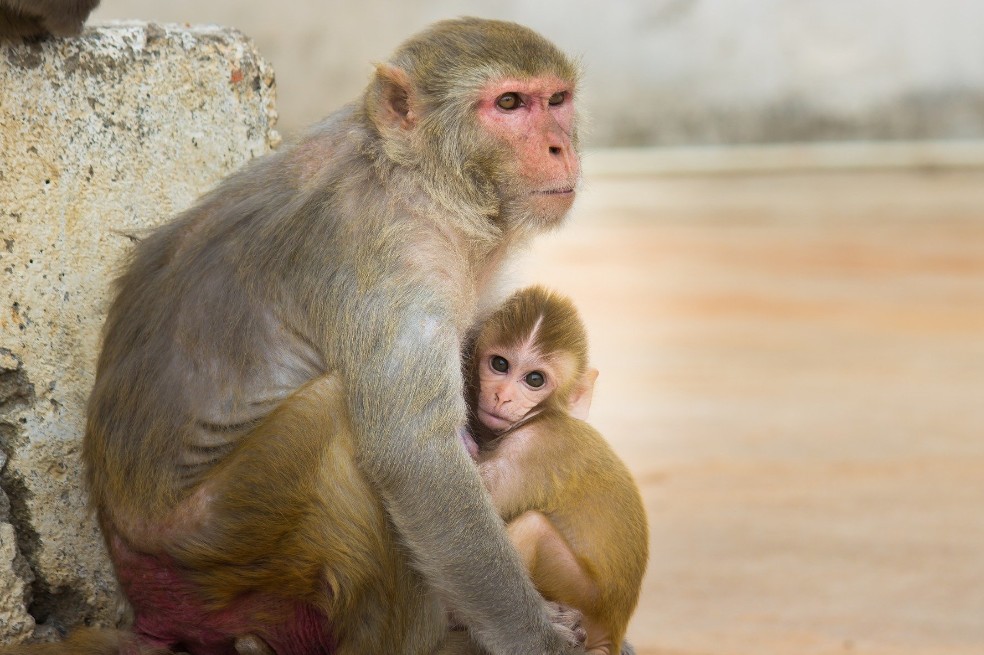Estos macacos se relacionaron más entre ellos tras el paso del huracán María