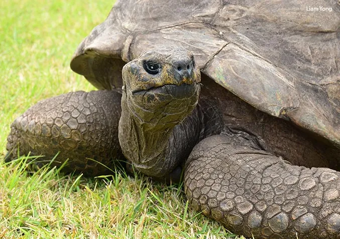 Récord: con 190 años esta tortuga se acaba de convertir en la más vieja del mundo