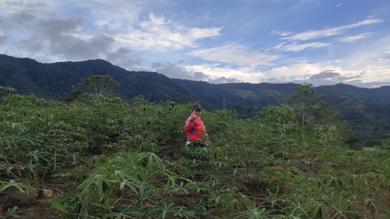 Yucas Catatumbo busca industrializar el campo.