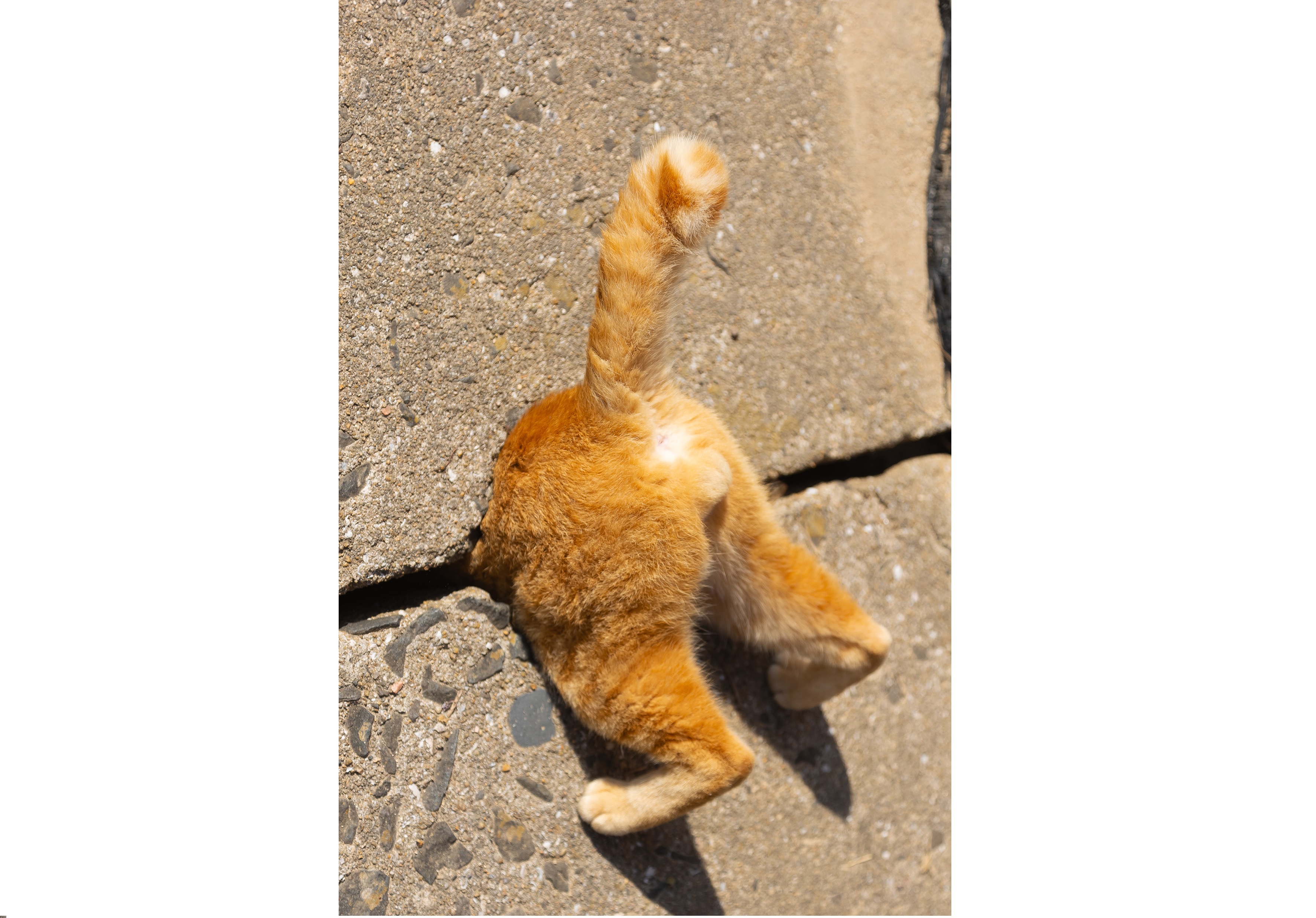 Fotos graciosas de animales