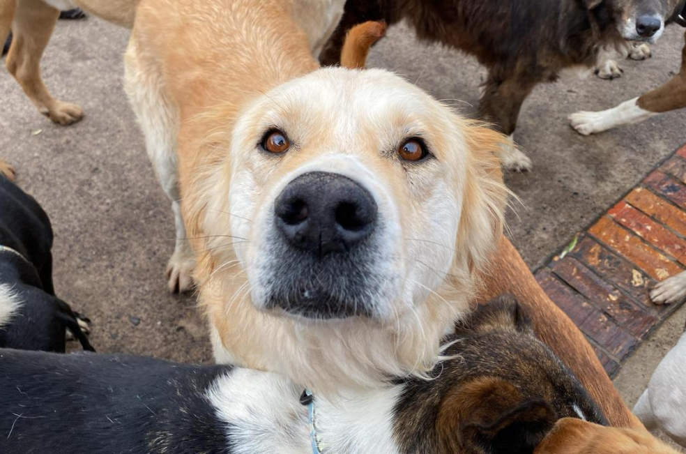 ¿Encontró un perro o gato sin hogar? Aprenda cómo rescatarlo de forma responsable