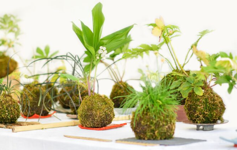 Kokedama: qué es, para qué sirve y cómo cuidar esta técnica japonesa