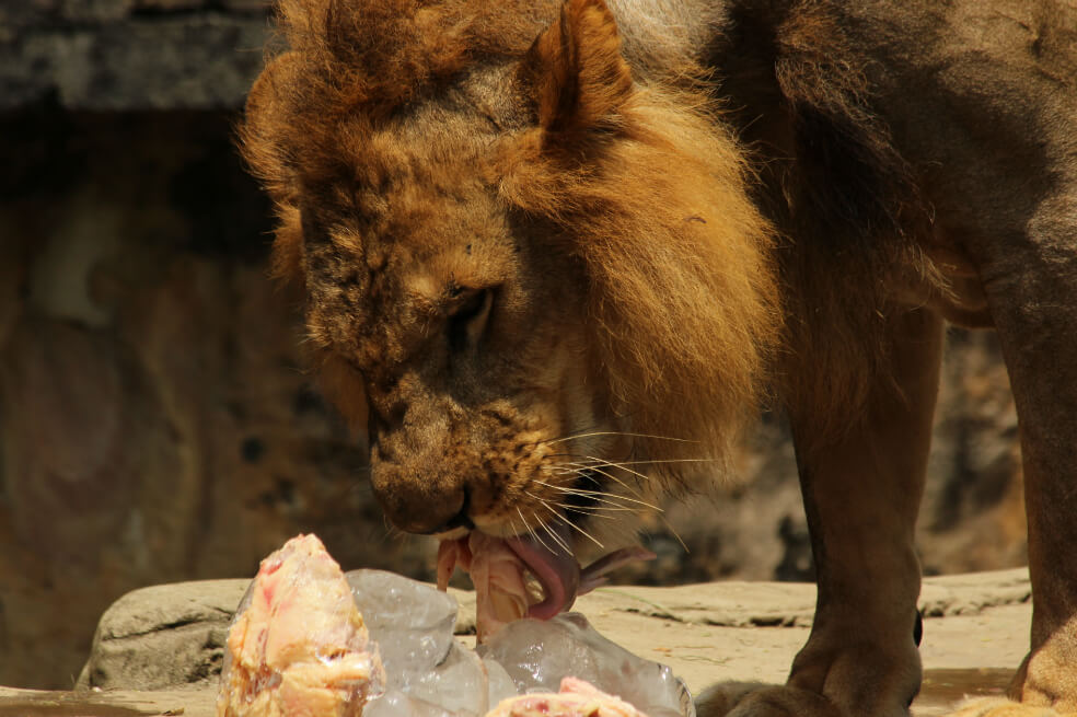 Animales del zoológico de Cali reciben helados para hidratarse en el verano