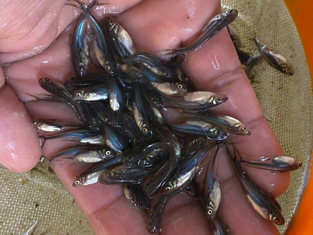 Producción de pez basa en Colombia