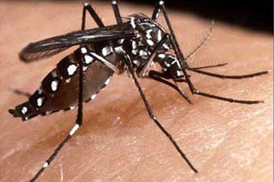 Dengue podría convertirse en una amenaza mundial: OMS