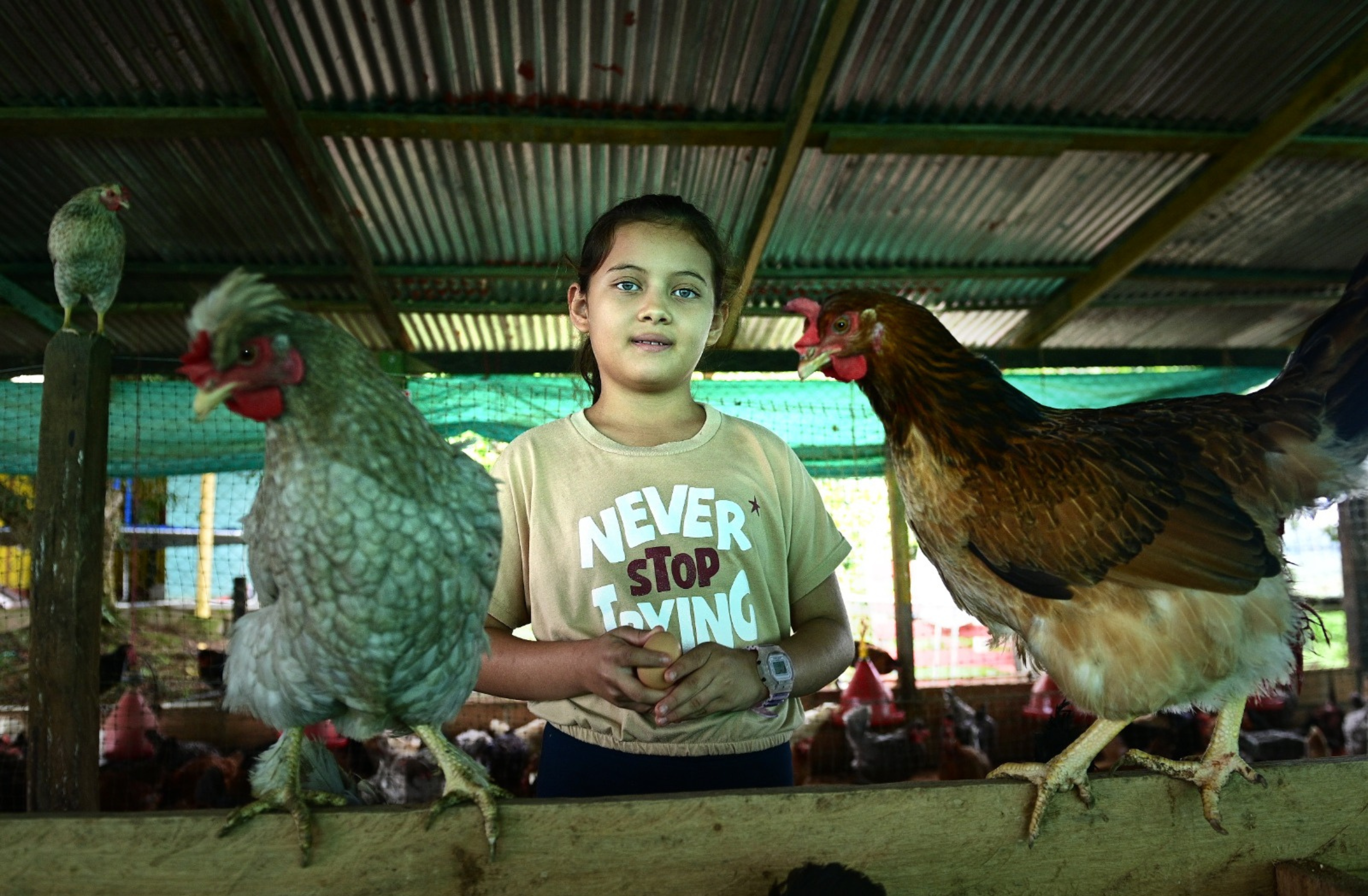 Han logrado sacar huevos criollos, dando más espacio a las gallinas y nutriéndolas mejor.