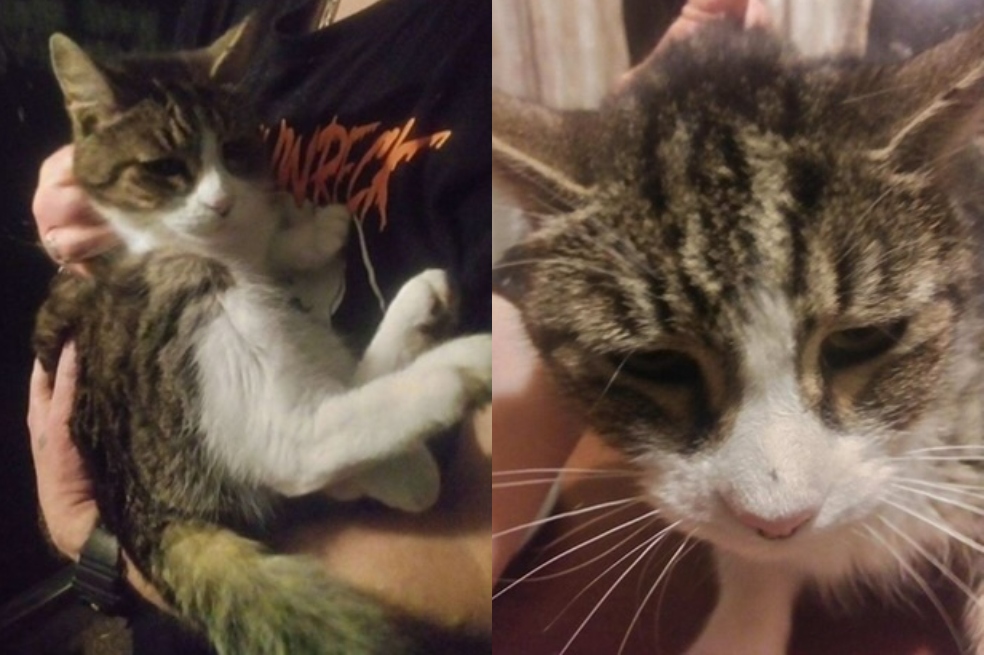 La historia de Julie, una gata de 20 años que fue abandonada por su familia
