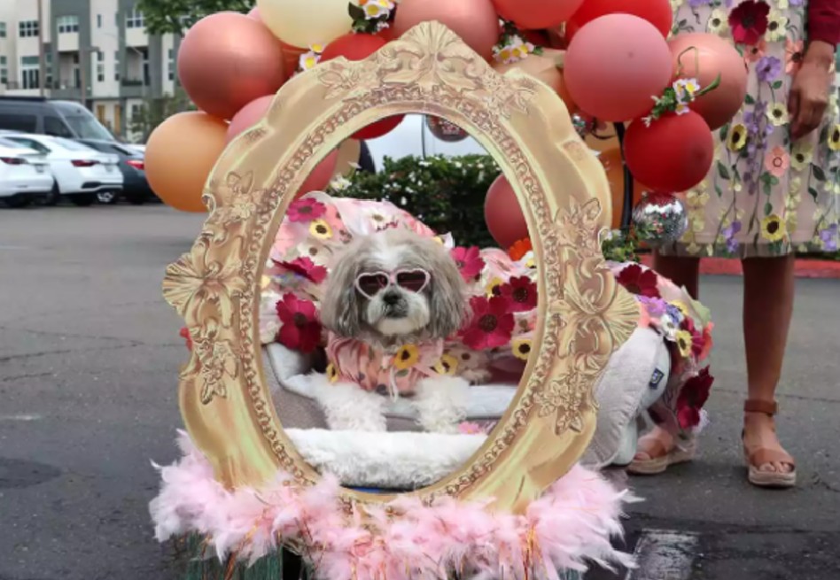 Un baile para celebrar segundas oportunidades: así fue el Puppy Prom de este año