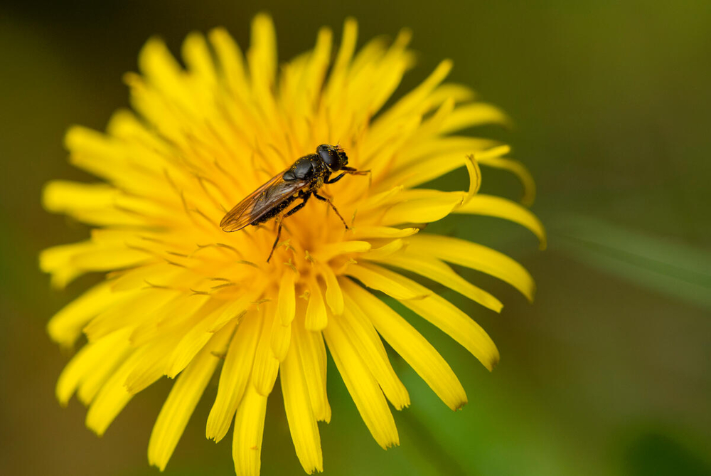 ¿Cómo hacer un uso sostenible de la vida silvestre?