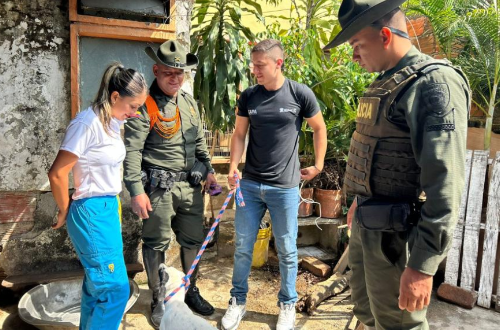 Rescatan a 19 animales que vivían en una pequeña vivienda de Ibagué