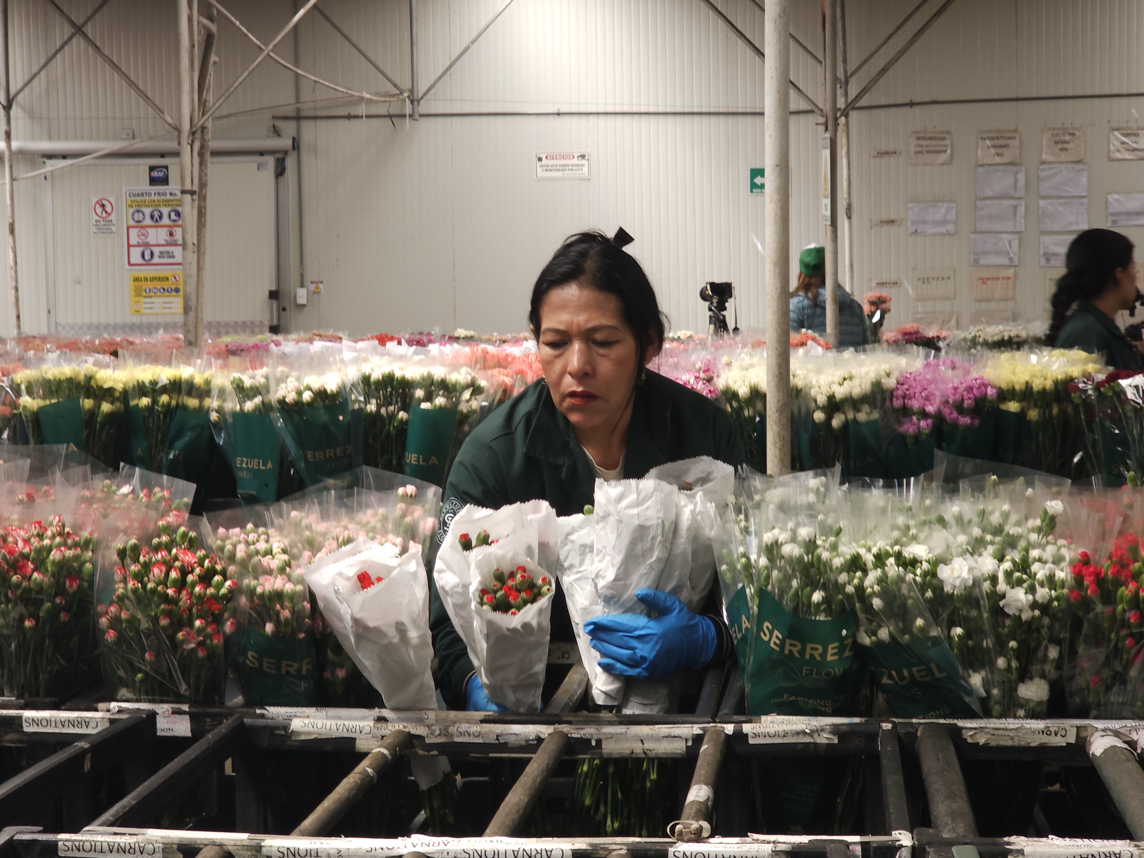 En fotos: conozca el detrás de escena de los cultivos de flores en Colombia